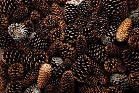 Шишки много