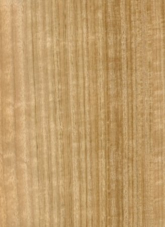 Древесина эвкалипт Eucalyptus шпон
