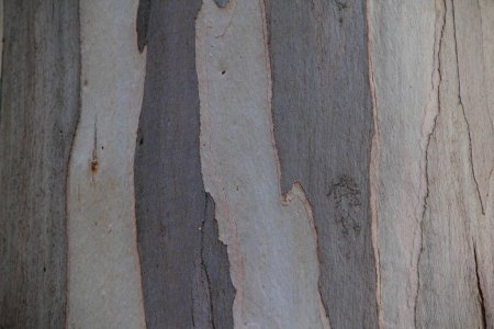 Текстура эвкалипта (46 фото)