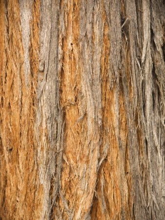 Шпон Wood Eucalyptus