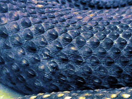 Текстура змеиной кожи (33 фото)