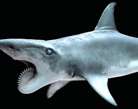 Белая акула