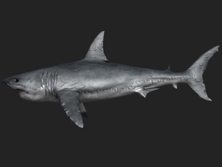 Акула референс 3d