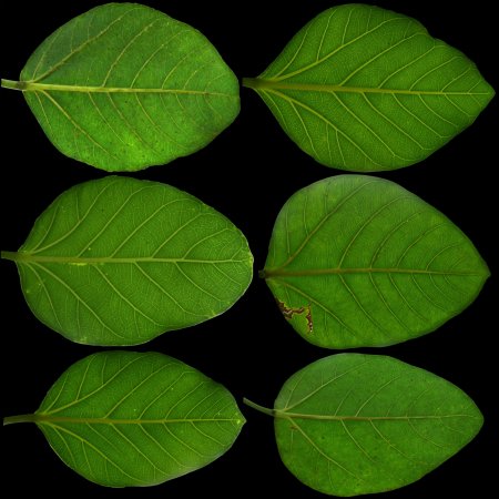 С826вт38 Leaf