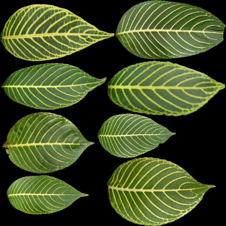 Текстура листа растения (34 фото)