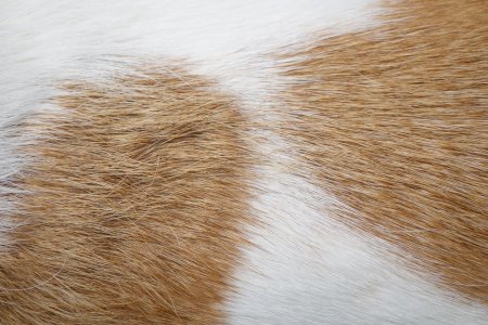 Фактура шерсти животных