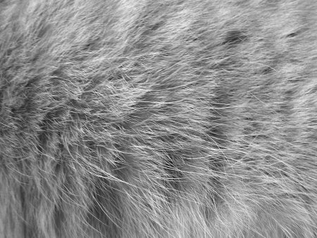 Текстура шерсти собаки (48 фото)