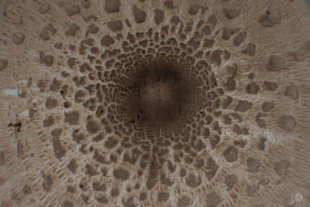 Фактура гриба