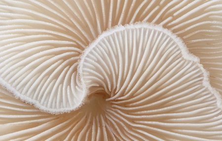 Crepidotus cesatii