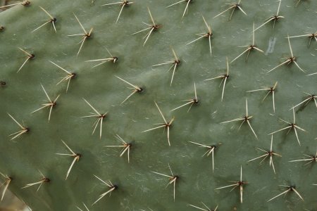 Кактус фактура