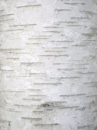 Birch Bark Birch Bark texture