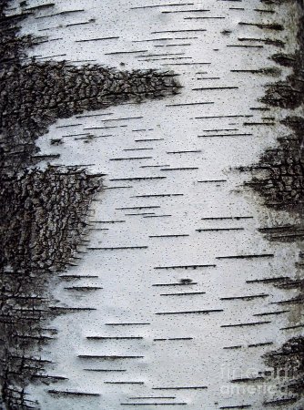 Кора березы текстура