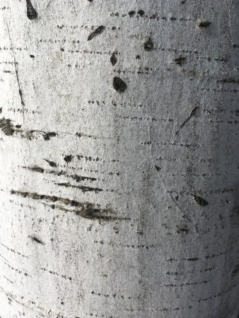 Березовая кора текстура