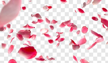Текстура лепестков роз (48 фото)