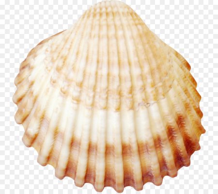 Морской гребешок Шелл