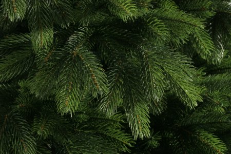 Pinus елка пихта зелено/голубая 2.7
