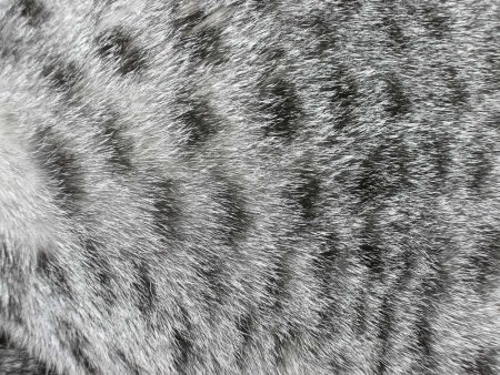 Текстура кота (48 фото)
