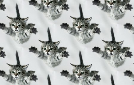 Котенок в полете