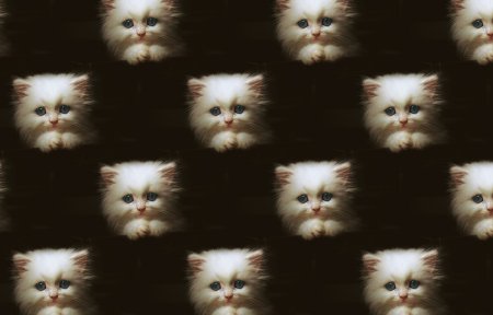 Текстура котята
