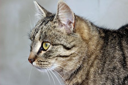 Шерсть котов