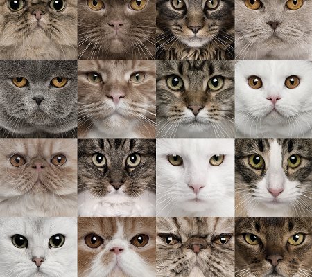 Много котиков
