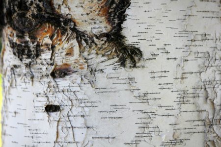 Березовая кора