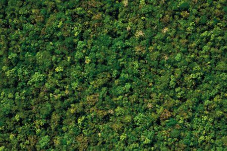 Лес вид сверху