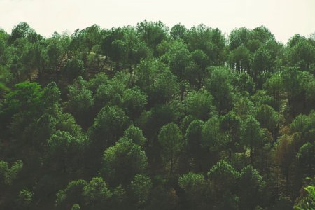 Лес вид сверху