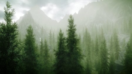 Хвойный лес в тумане