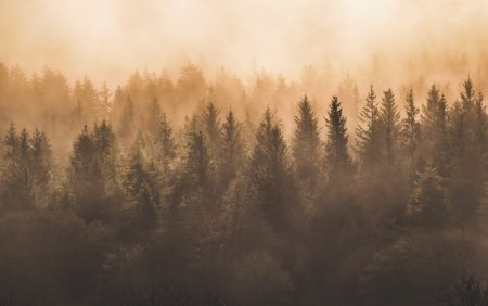 Коричневый лес