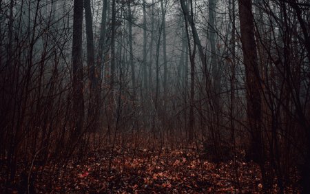 Текстура леса для фотошопа (48 фото)