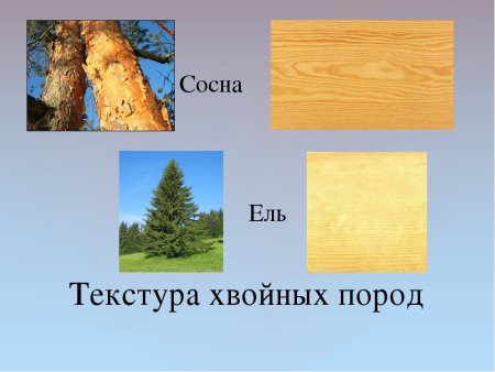 Текстура лиственных пород древесины