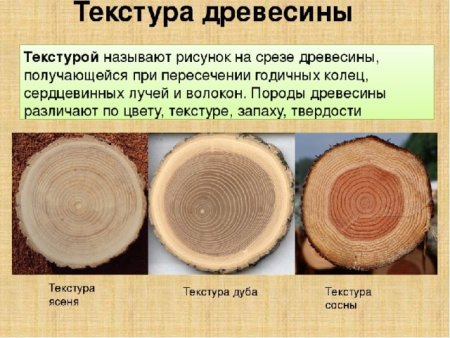 Что называют текстурой древесины