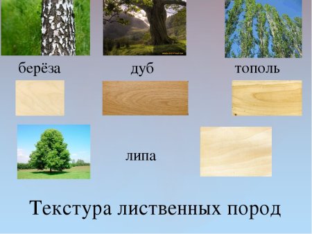 Дуб, липа, Тополь, береза, осина