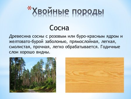 Хвойные природы древесины