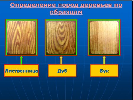 Деревья разных пород
