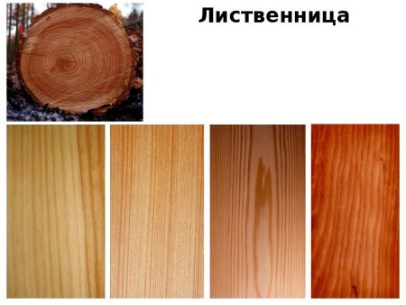 Лиственница Сибирская цвет древесины