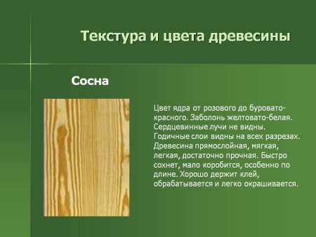 Текстура древесины хвойных пород (50 фото)