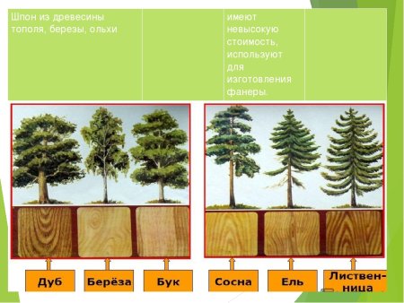 Лиственные породы древесины