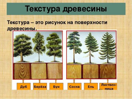 Лиственные породы древесины