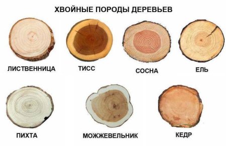 Кедр структура древесины