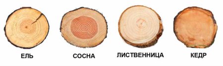 Сосна обыкновенная - поперечный спил