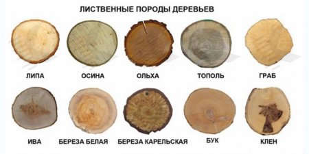 Лиственничные породы деревьев