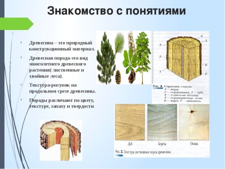 Технология 5 класс древесина пиломатериалы и древесные материалы