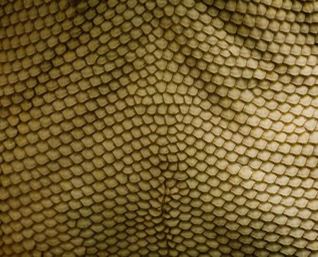Dragon Skin – «шкура дракона»