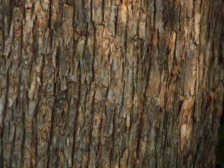 Bark texture бесшовная