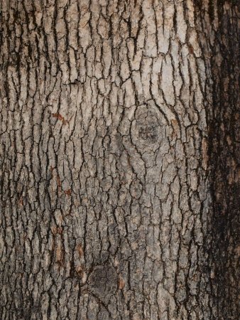 Текстура ствола дерева (45 фото)