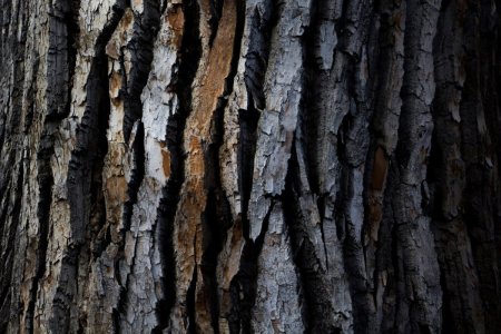 Wood Bark texture