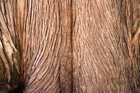 Bark PBR