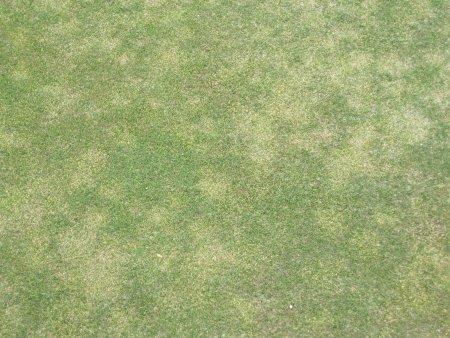 Трава вид сверху текстура для генплана